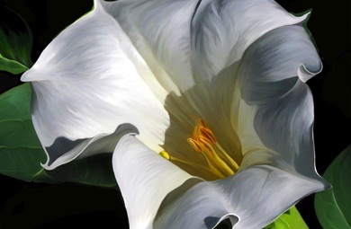 Datura